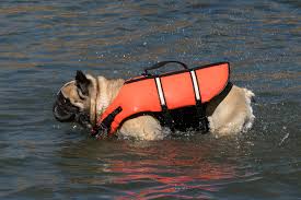 dog wearing lifejacket.jpg