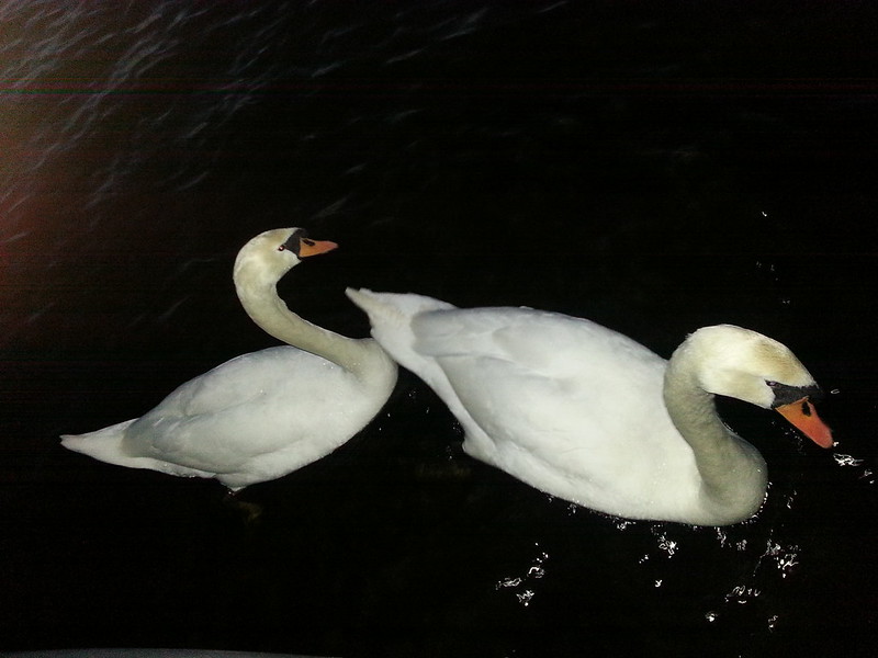 The Swans' Serenade.jpg