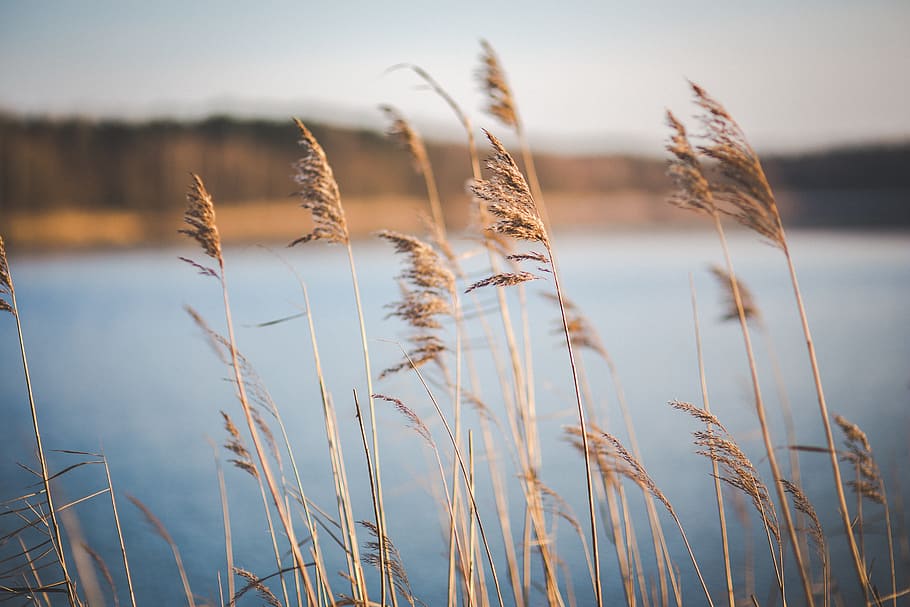 Whispering Reeds.jpg