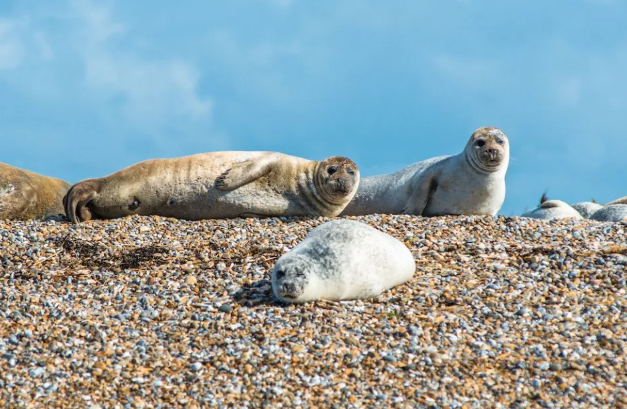 Norfolk Seals.png