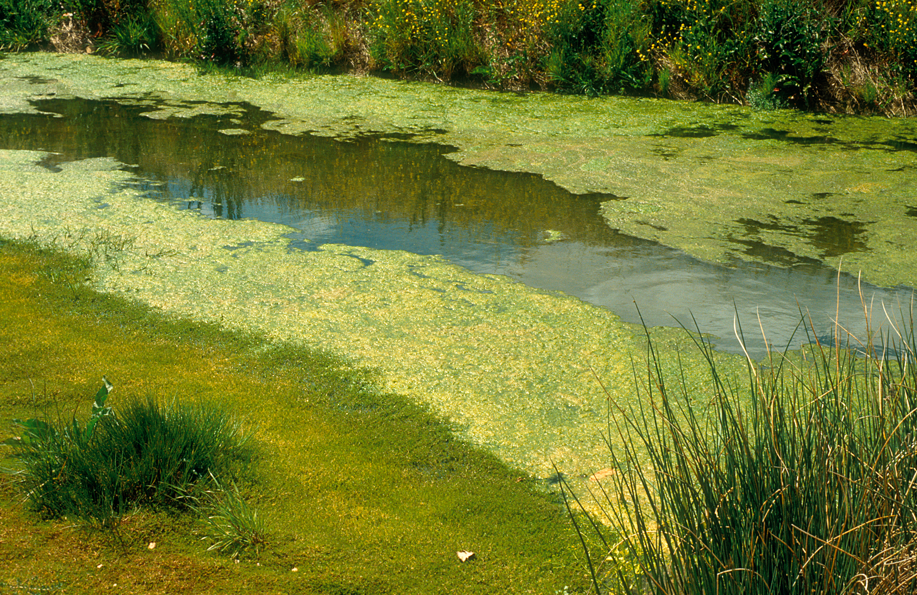 cyanobacteria.jpg
