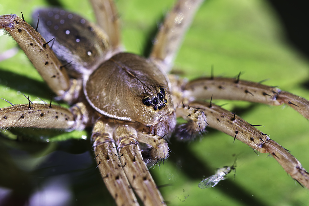 Fen Raft Spider.jpg