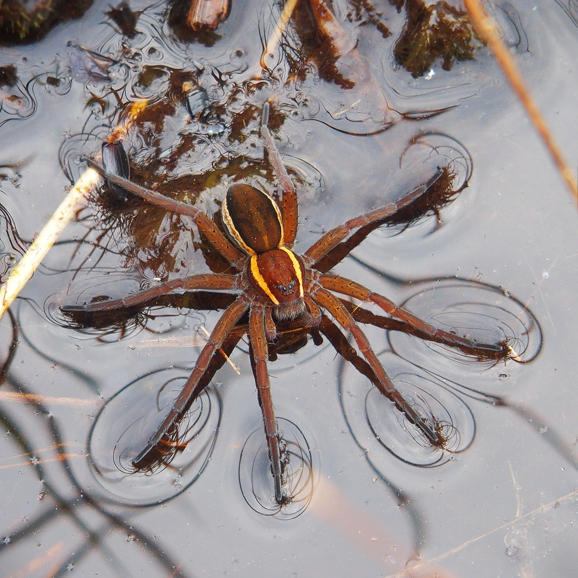 Raft_Spider_(Dolomedes_fimbriatus).jpg