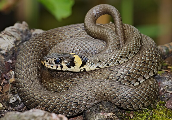 Grass Snake.png