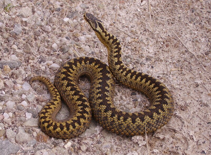 Adder.png