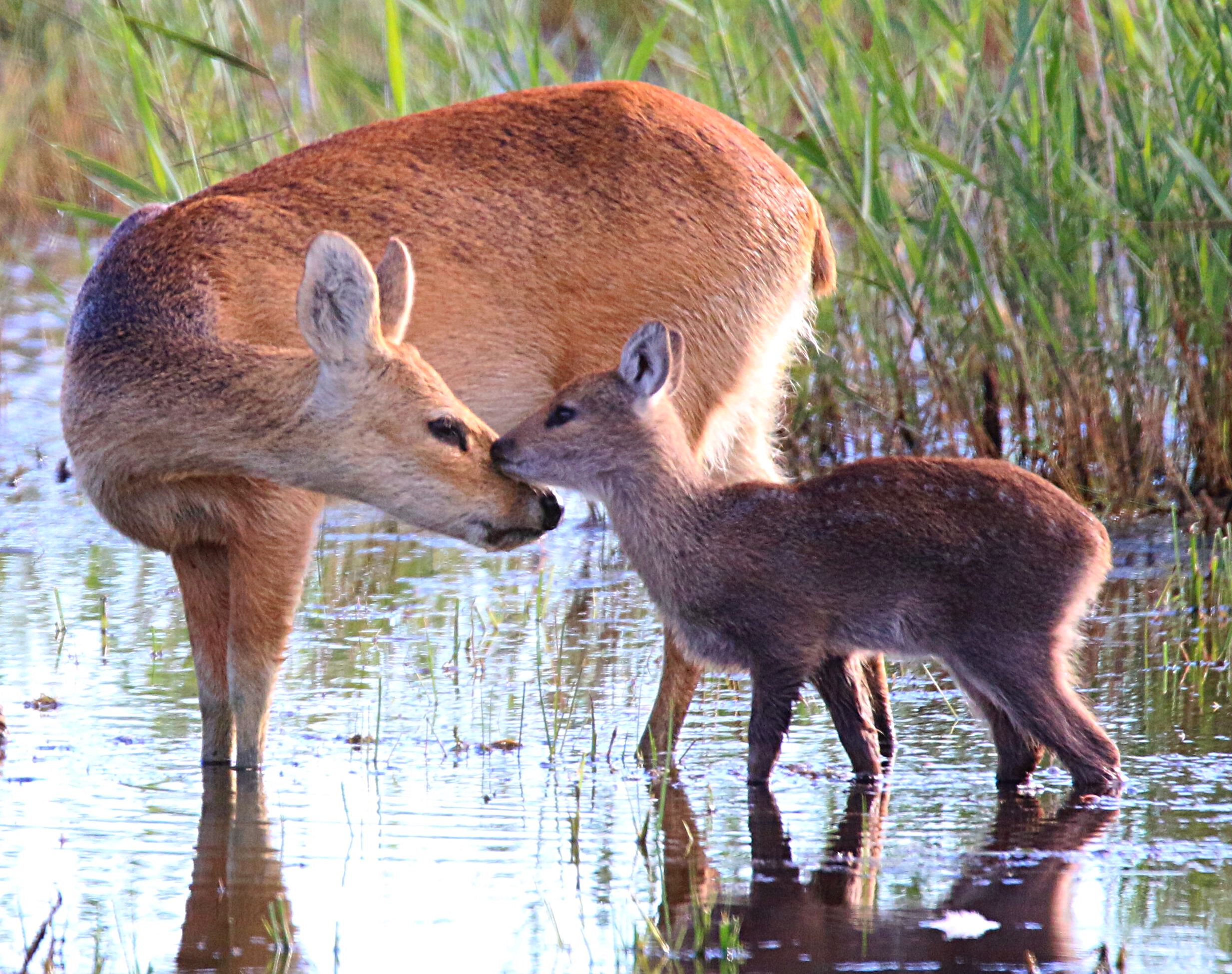chinese water deer uk.png
