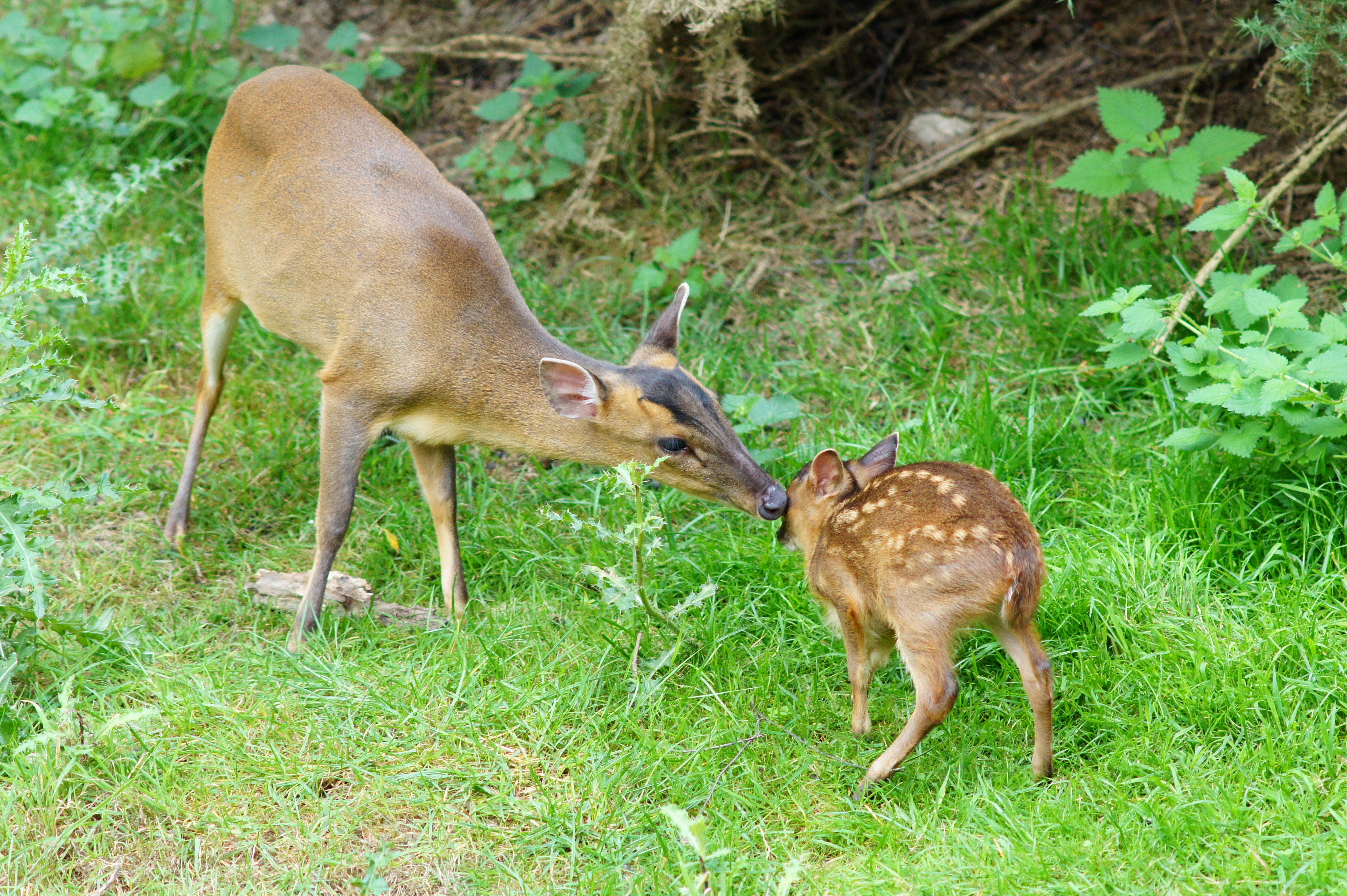 muntjac deer uk.jpg