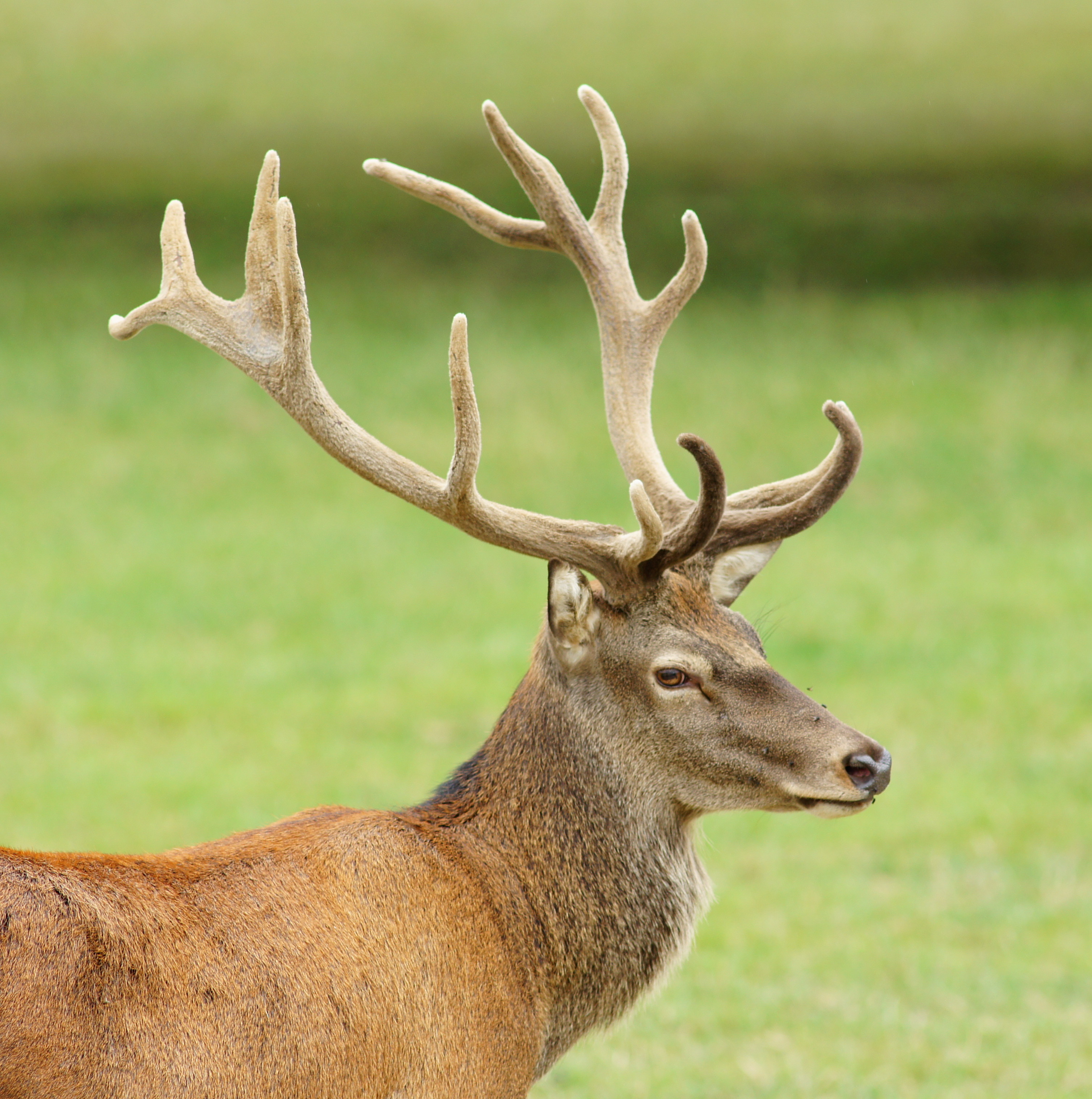 red deer uk.jpg