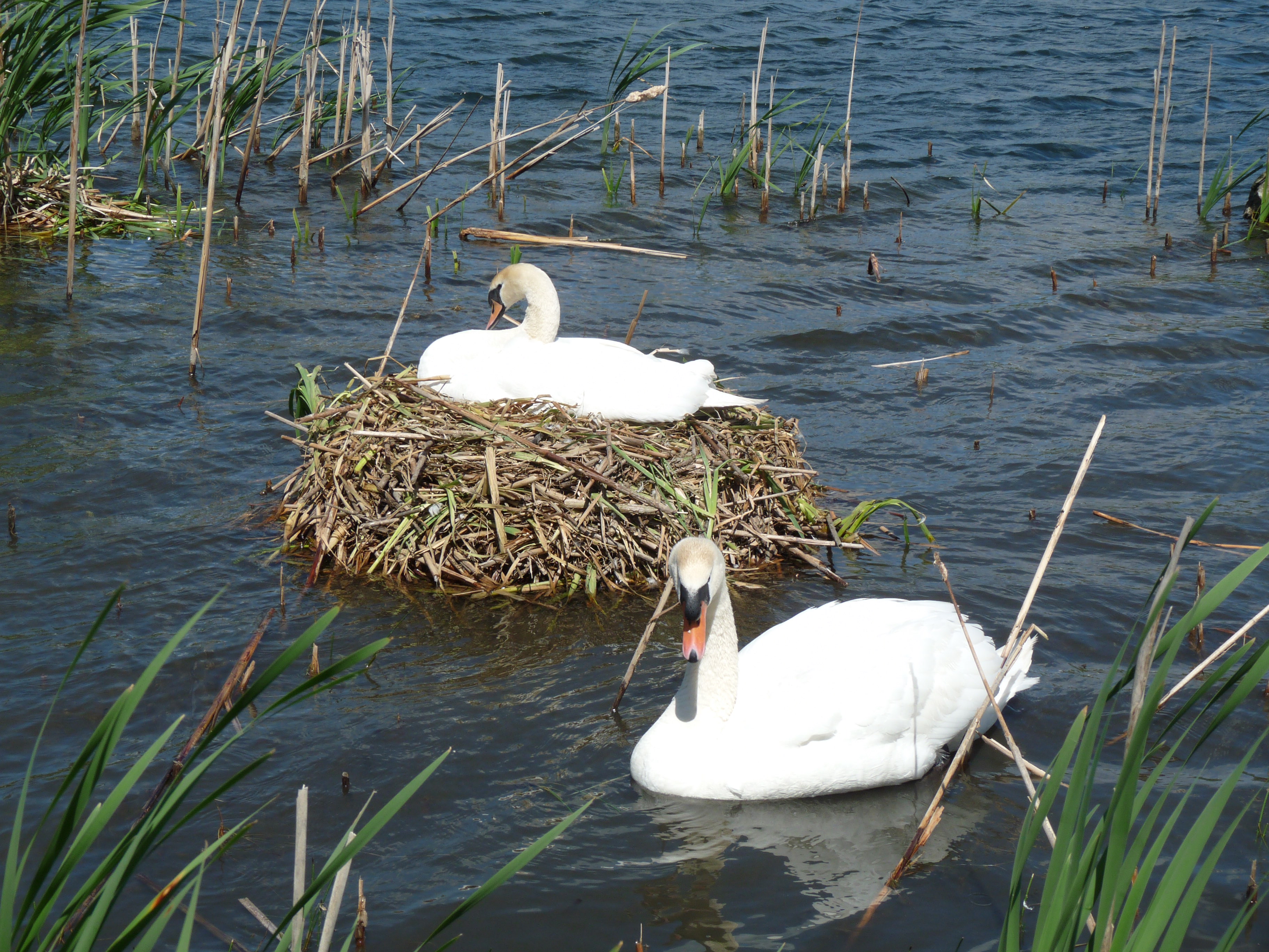 Norfolk Broads Wildlife.jpg