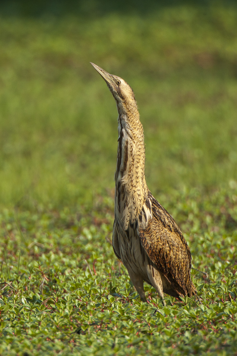 Bittern.jpg