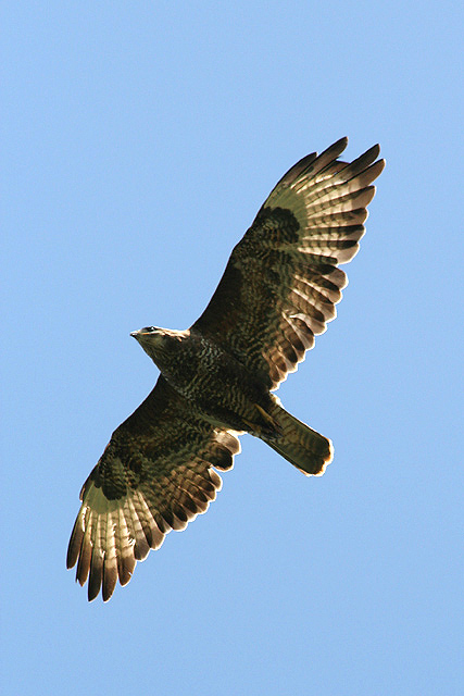Buzzard.jpg